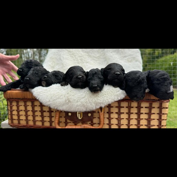 Cockapoo - Bitches