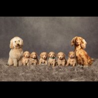 Cockapoo - Both