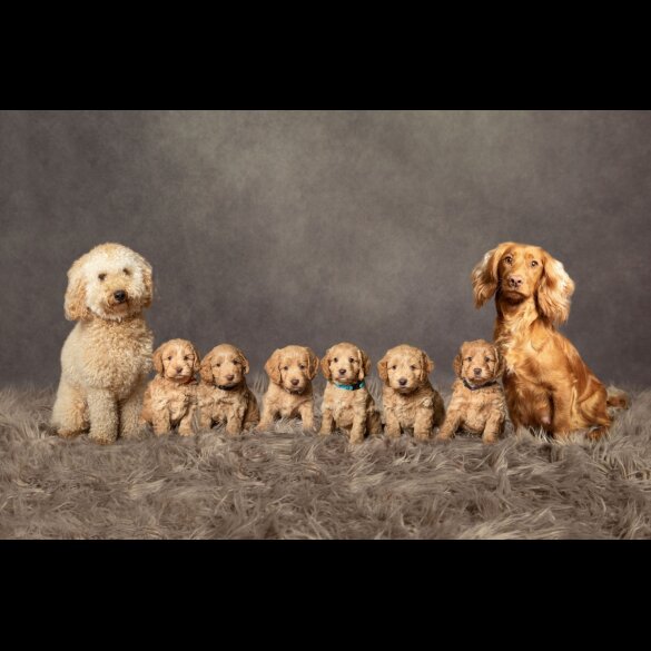 Cockapoo - Both
