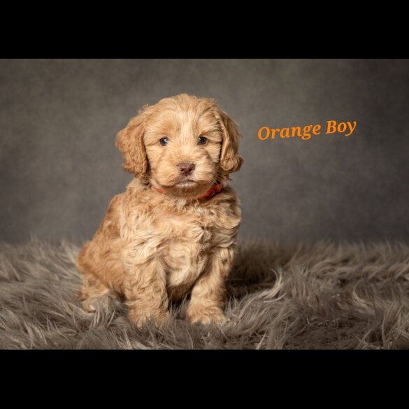 Cockapoo - Both