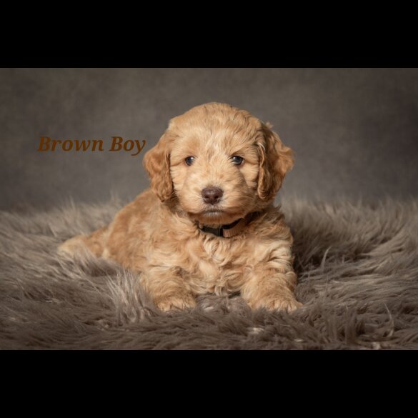 Cockapoo - Both