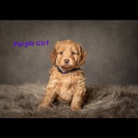 Cockapoo - Both