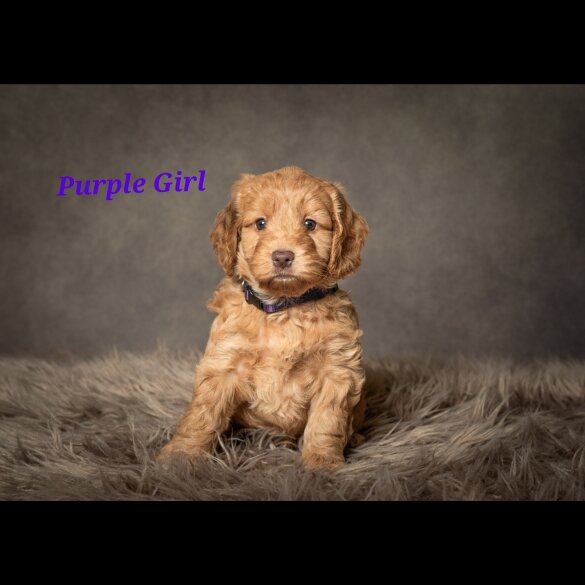 Cockapoo - Both