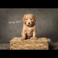 Cockapoo - Both