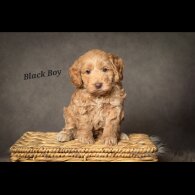 Cockapoo - Both