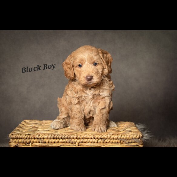 Cockapoo - Both