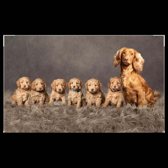 Cockapoo - Both