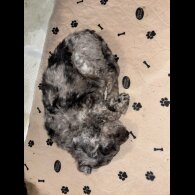 Cockapoo - Bitches