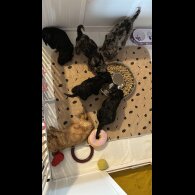 Cockapoo - Bitches