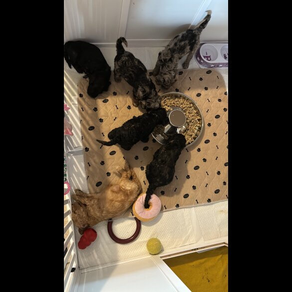 Cockapoo - Bitches