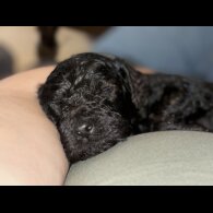 Cockapoo - Bitches