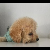 Cockapoo - Both