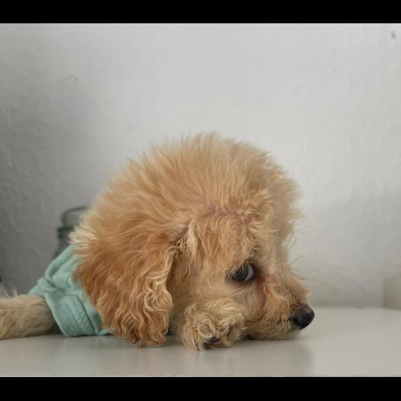 Cockapoo - Both
