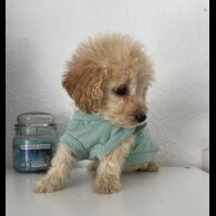 Cockapoo - Both