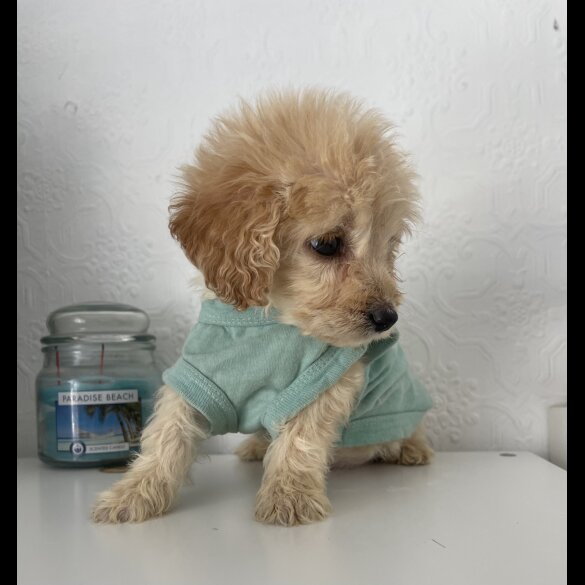 Cockapoo - Both