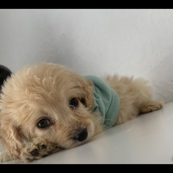 Cockapoo - Both