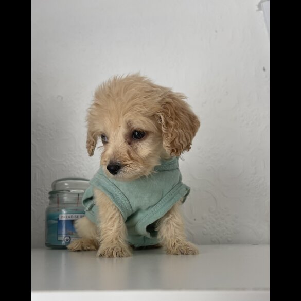Cockapoo - Both