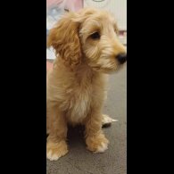 Cockapoo - Both