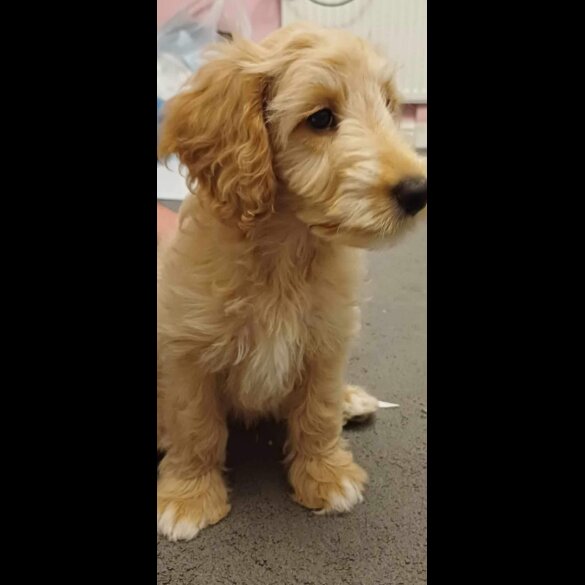 Cockapoo - Both