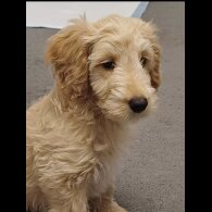 Cockapoo - Both