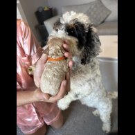 Cockapoo - Both