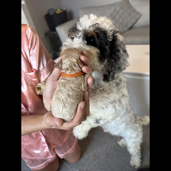Cockapoo - Both