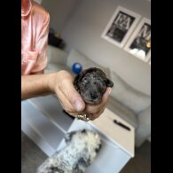 Cockapoo - Both