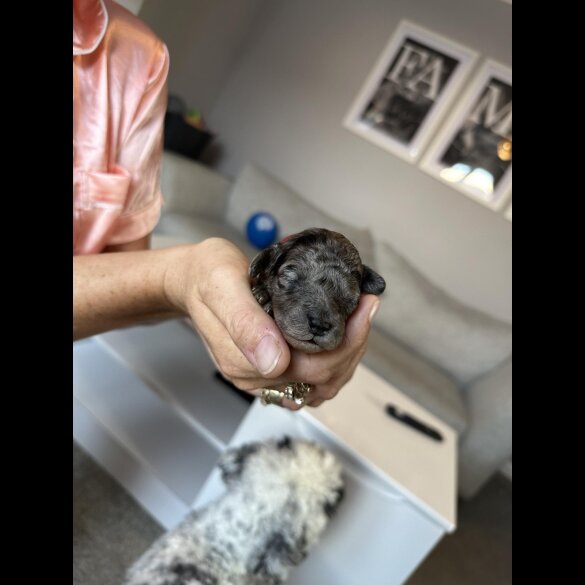 Cockapoo - Both
