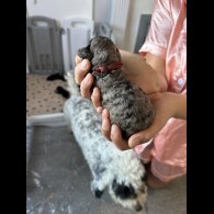 Cockapoo - Both