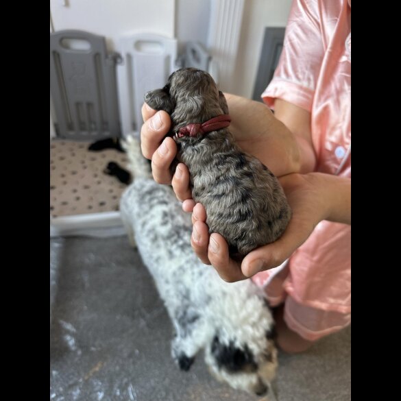 Cockapoo - Both
