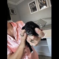 Cockapoo - Both