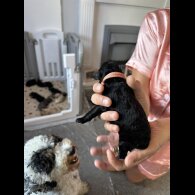 Cockapoo - Both
