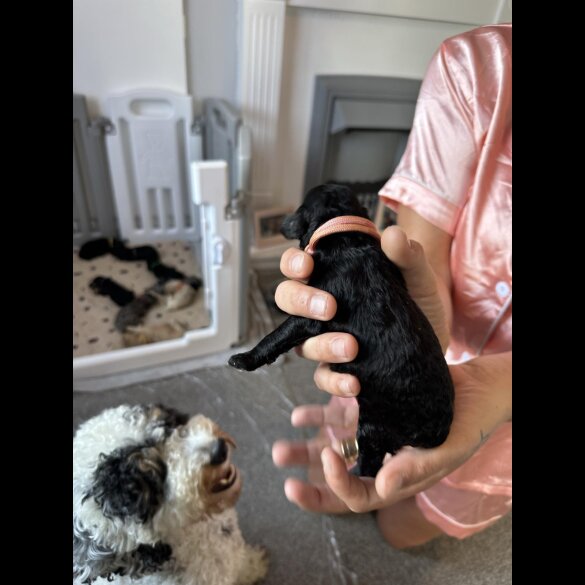 Cockapoo - Both