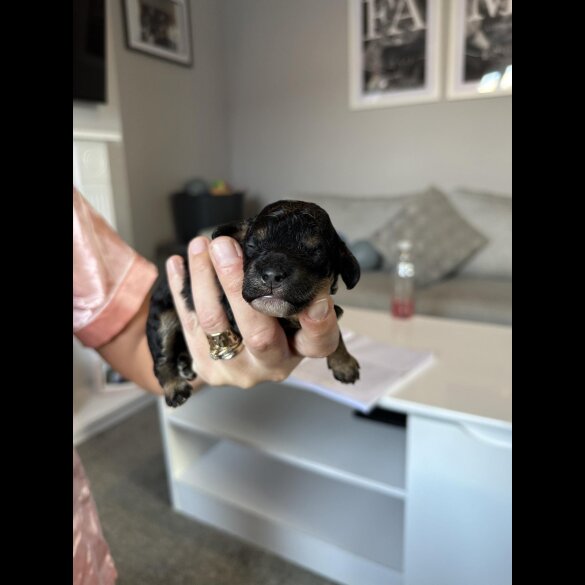 Cockapoo - Both