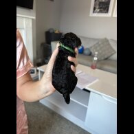 Cockapoo - Both