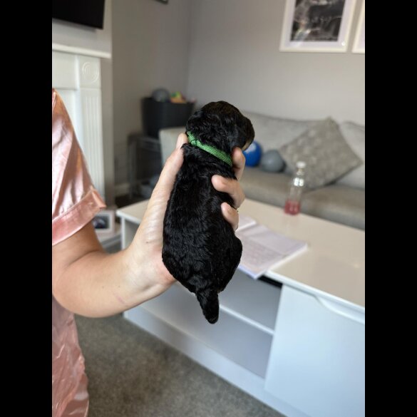 Cockapoo - Both