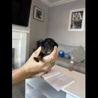 Cockapoo - Both