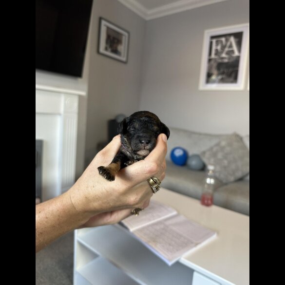 Cockapoo - Both