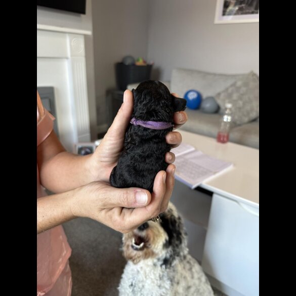 Cockapoo - Both