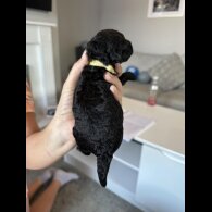 Cockapoo - Both