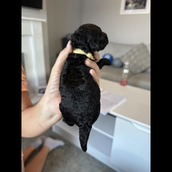 Cockapoo - Both