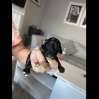 Cockapoo - Both