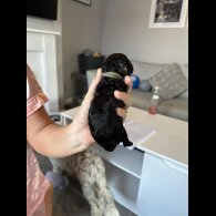 Cockapoo - Both