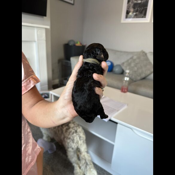 Cockapoo - Both