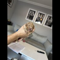 Cockapoo - Both