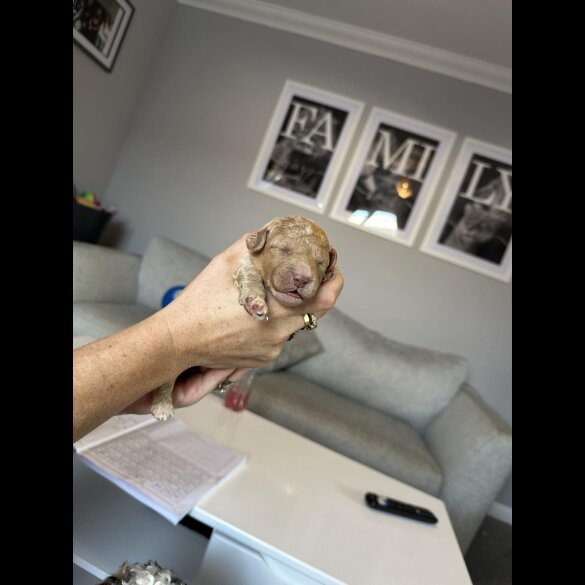 Cockapoo - Both