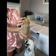 Cockapoo - Both