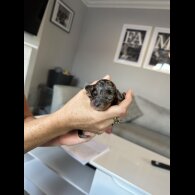 Cockapoo - Both