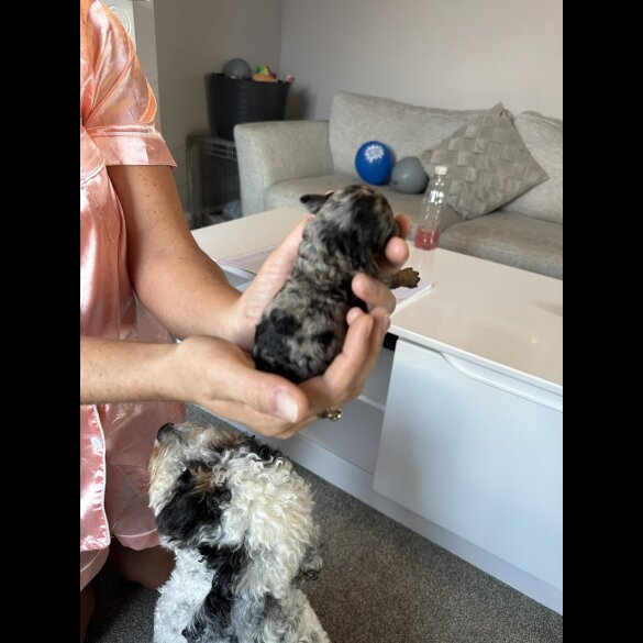 Cockapoo - Both