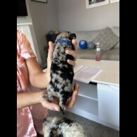 Cockapoo - Both